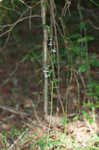 Pale spike lobelia